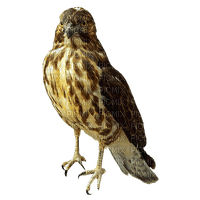 falcon - kostenlos png