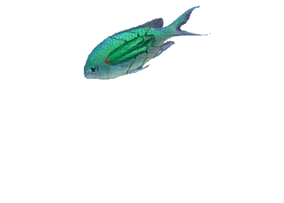 peixe,fish-l - Animovaný GIF zadarmo