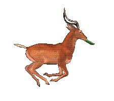 Running Gazelle, gazelle , antelope - Free animated GIF - PicMix