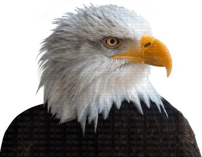 EAGLE - Free PNG