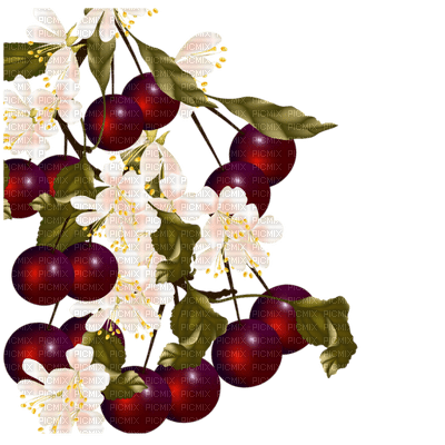fruit cherries bp - kostenlos png