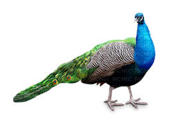 Peacock - 免费PNG