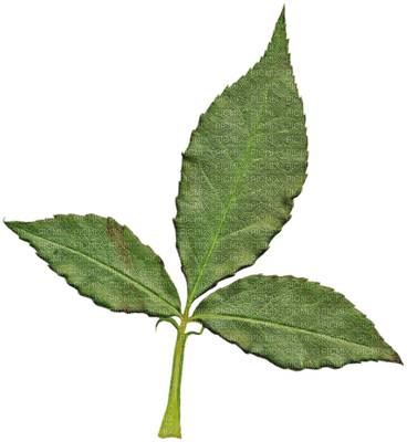Kaz_Creations Deco Green Leaves Leafs Colours - PNG gratuit