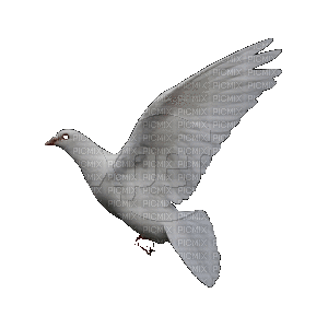 colombe - Nemokamas animacinis gif