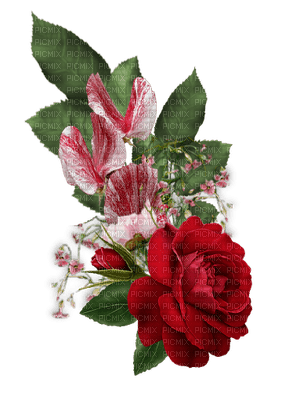 flower-pink-red-colors-minou52 - δωρεάν png