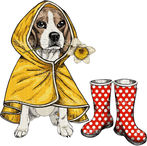 maj beagle chien - zadarmo png