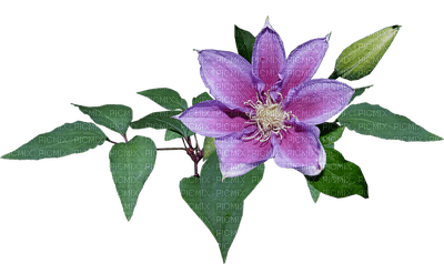 kukka, flower, fleur - безплатен png