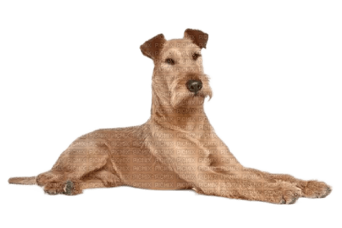 Irish Terrier Dog breed - ücretsiz png
