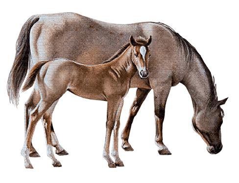 chevaux - nemokama png