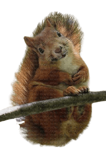 Eichhörnchen, écureuil, squirrel