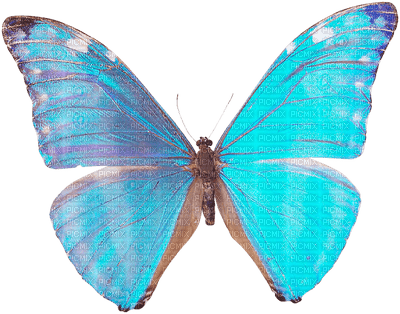 papillon - PNG gratuit