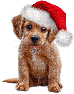 Kaz_Creations Christmas Dog Pup Dogs Colours - ücretsiz png