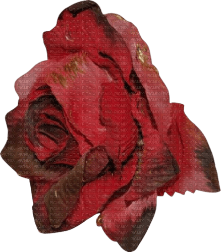red rose flower wilting - png gratis
