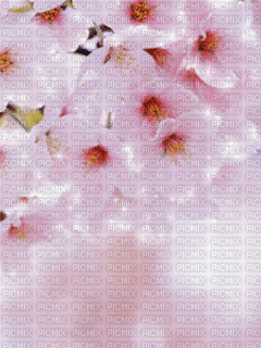 Blossom - GIF animé gratuit