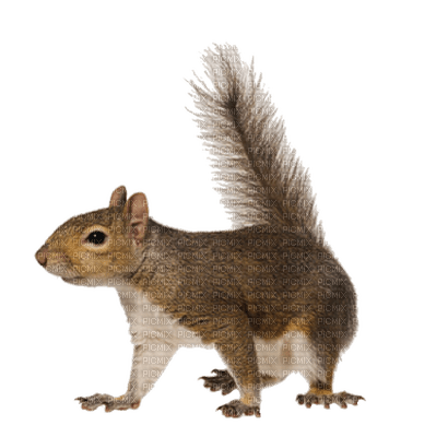 Squirrel - 免费PNG