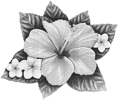 soave deco summer tropical flowers black white - PNG gratuit