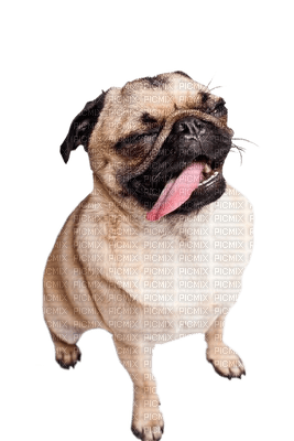 Kaz_Creations Dogs. Dog Puppies Pup - PNG gratuit