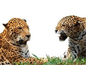 Kaz_Creations  Animals Animal Leopard - ücretsiz png