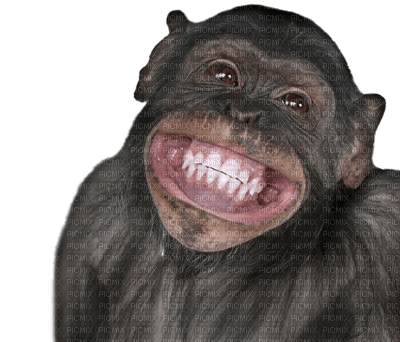 Kaz_Creations Monkey Monkeys - kostenlos png