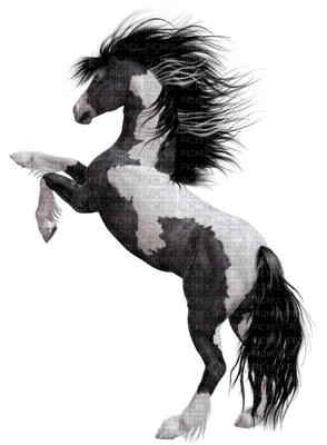horse - Nitsa 9 - ücretsiz png