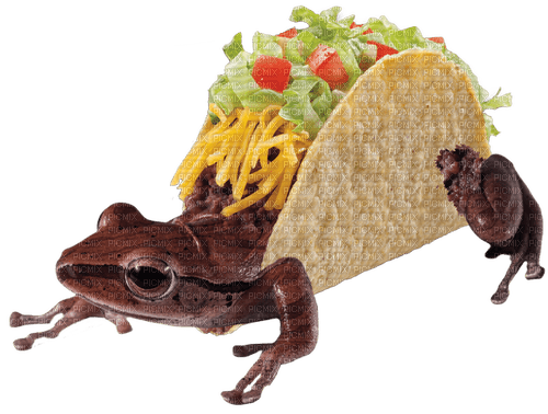 taco frog - kostenlos png