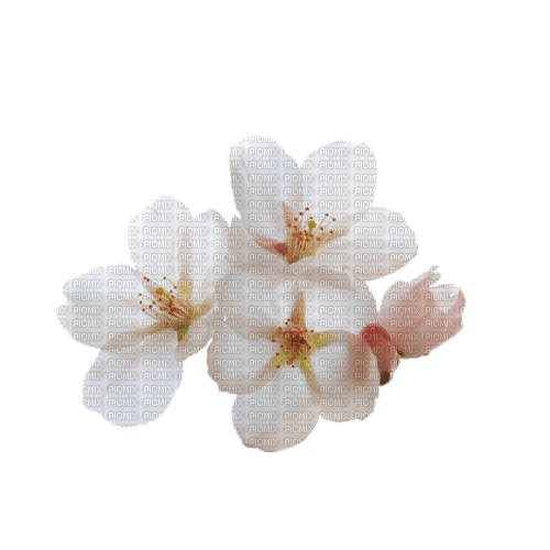Cherry Blossom - nemokama png
