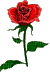 rose pour toi - GIF animate gratis