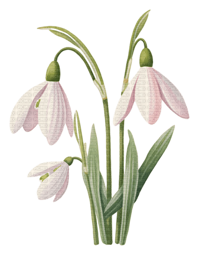 pink snowdrops Bb2 - 免费PNG