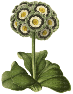 fleurs deco - png grátis
