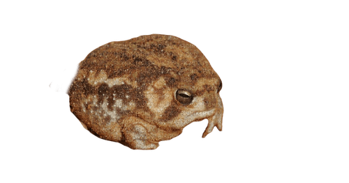 Powdered desert rainfrog - PNG gratuit