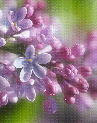 Background Lilac - GIF animasi gratis