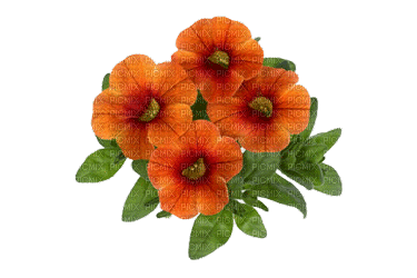 Flowers orange bp - Безплатен анимиран GIF