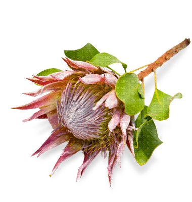 Australian native flowers bp - nemokama png