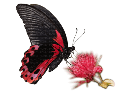mariposa - png ฟรี
