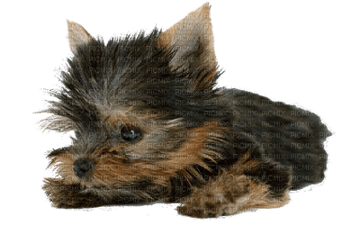 patymirabelle chien yorkshire - PNG gratuit