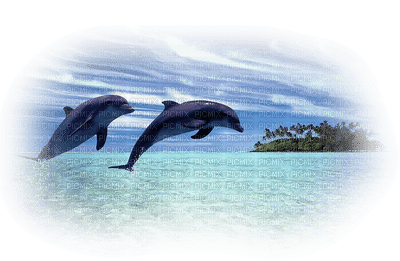 delphin dauphin dolphins - 免费PNG