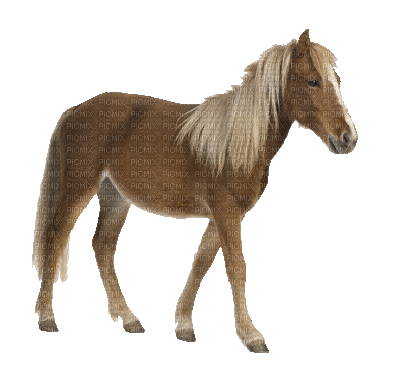 cheval-horse - GIF animado gratis