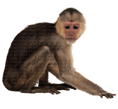 Kaz_Creations Animals Monkey - 無料png