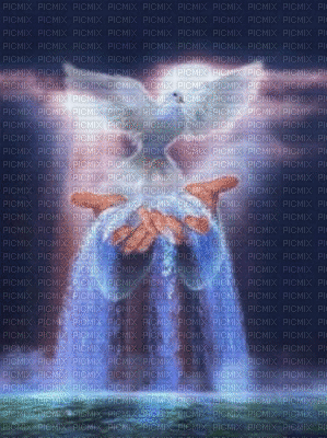dove of peace-Nitsa P - Бесплатный анимированный гифка