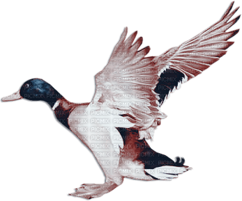 soave deco autumn bird duck vintage blue brown - Free PNG