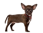 Chihuahua - besplatni png