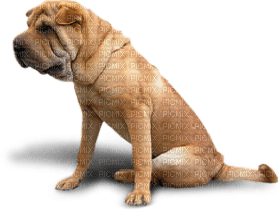Kaz_Creations Dog Pup - png gratis