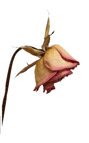 Rose, verwelkt, getrocknet - PNG gratuit