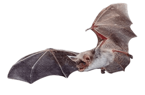 Bat - 免费PNG