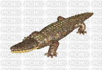 nature crocodile-NitsaPap - Bezmaksas animēts GIF