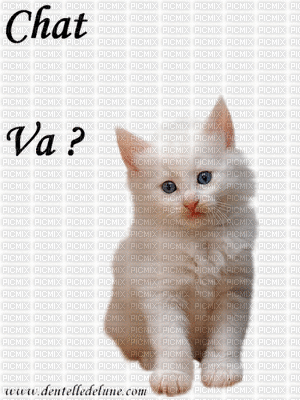 chat va ? - GIF animé gratuit