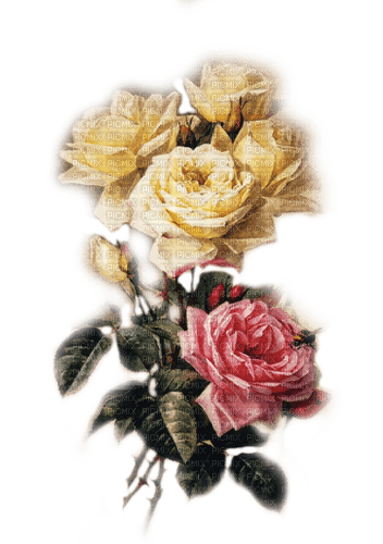 rosas transparente dubravka4 - Free PNG