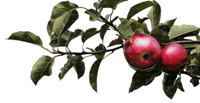 apple, omena, luonto, nature - PNG gratuit