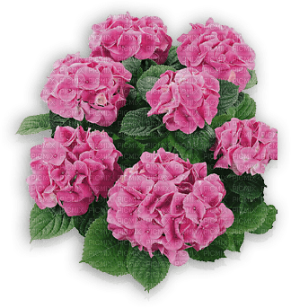 Hortensia Pink - zadarmo png