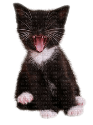 cat black - бесплатно png